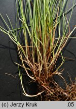 Festuca nigrescens (kostrzewa czarniawa)