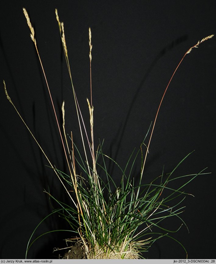 Festuca trachyphylla (kostrzewa murawowa)