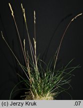 Festuca trachyphylla (kostrzewa murawowa)