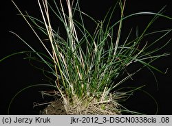 Festuca trachyphylla (kostrzewa murawowa)