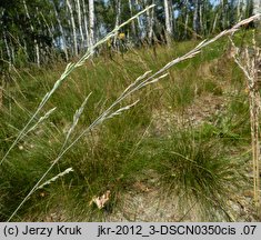 Festuca psammophila × ovina