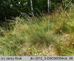 Festuca psammophila × ovina