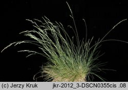 Festuca psammophila × ovina