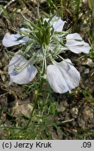 Nigella arvensis (czarnuszka polna)