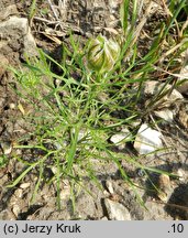 Nigella arvensis (czarnuszka polna)