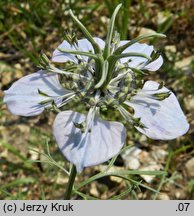 Nigella arvensis (czarnuszka polna)