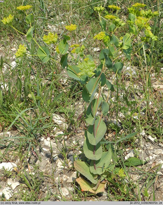 Bupleurum rotundifolium (przewiercień okrągłolistny)