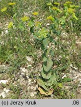 Bupleurum rotundifolium (przewiercień okrągłolistny)