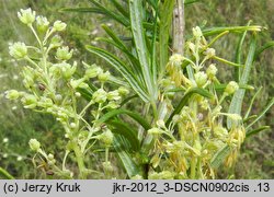 Thalictrum simplex (rutewka pojedyncza)