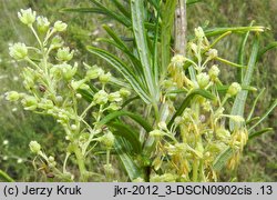 Thalictrum simplex (rutewka pojedyncza)