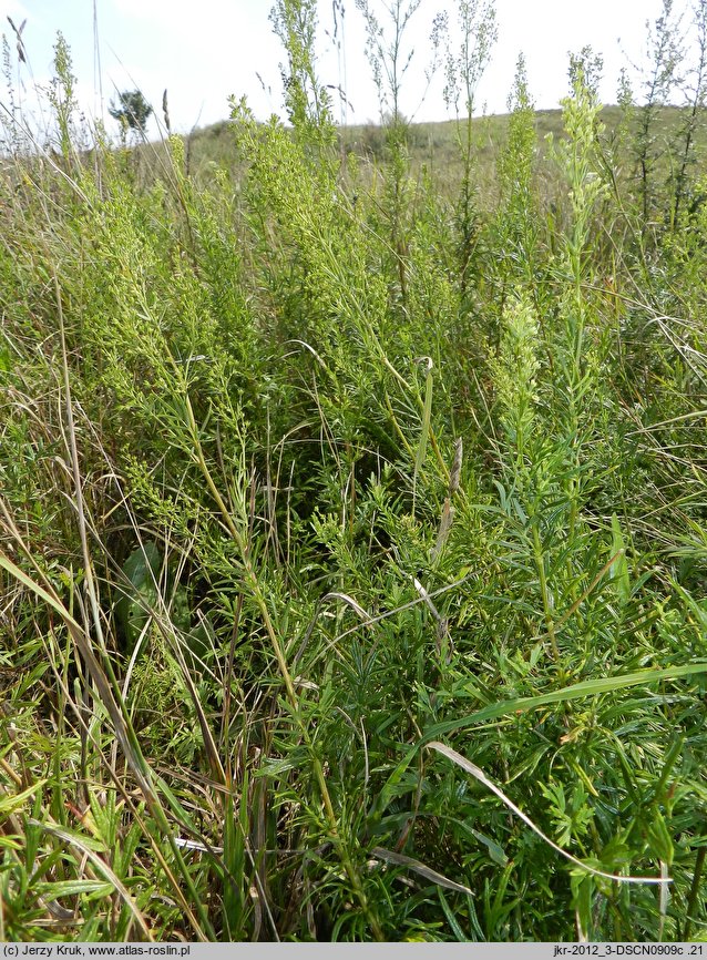 Thalictrum simplex (rutewka pojedyncza)