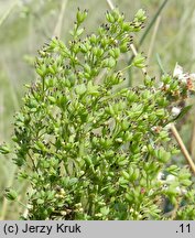 Thalictrum simplex (rutewka pojedyncza)