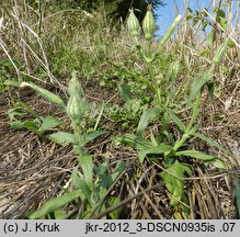 Melandrium noctiflorum (bniec dwudzielny)