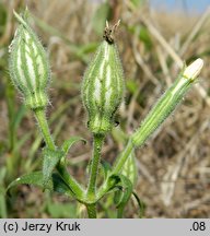 Melandrium noctiflorum (bniec dwudzielny)