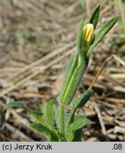 Melandrium noctiflorum (bniec dwudzielny)