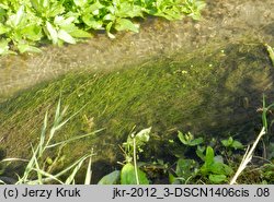 Zannichellia palustris ssp. palustris (zamętnica błotna typowa)