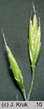 Festuca trachyphylla (kostrzewa murawowa)