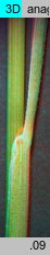 Festuca valesiaca (kostrzewa walezyjska)