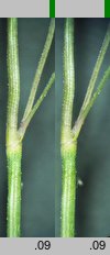 Festuca ovina s.str. (kostrzewa owcza s.str.)