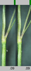 Festuca ovina s.str. (kostrzewa owcza s.str.)