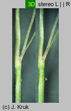 Festuca ovina s.str. (kostrzewa owcza s.str.)