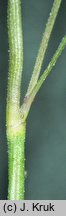 Festuca ovina s.str. (kostrzewa owcza s.str.)