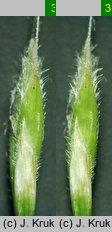 Festuca trachyphylla (kostrzewa murawowa)