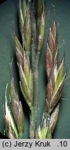 Festuca ovina s.str. (kostrzewa owcza s.str.)