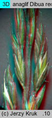 Festuca ovina s.str. (kostrzewa owcza s.str.)