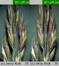 Festuca ovina s.str. (kostrzewa owcza s.str.)