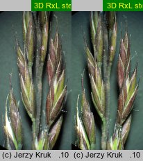 Festuca ovina s.str. (kostrzewa owcza s.str.)
