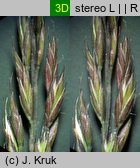 Festuca ovina s.str. (kostrzewa owcza s.str.)