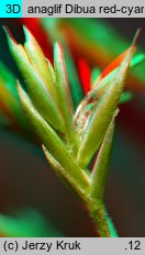 Festuca psammophila × ovina