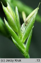 Festuca psammophila × ovina