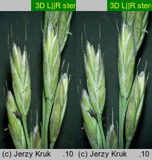 Festuca rubra s.str. (kostrzewa czerwona s.str.)
