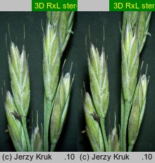 Festuca rubra s.str. (kostrzewa czerwona s.str.)