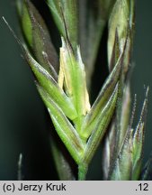 Festuca ovina s.str. (kostrzewa owcza s.str.)