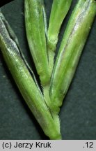 Festuca ovina s.str. (kostrzewa owcza s.str.)