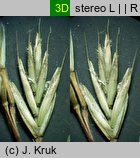 Festuca trachyphylla (kostrzewa murawowa)