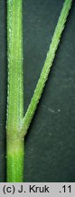 Festuca rubra s.str. (kostrzewa czerwona s.str.)