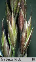 Festuca ovina s.str. (kostrzewa owcza s.str.)