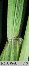 Festuca rubra s.str. (kostrzewa czerwona s.str.)