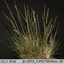 Festuca ovina s.str. (kostrzewa owcza (s.str.))