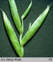 Festuca psammophila × ovina