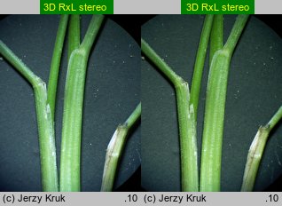 Festuca trachyphylla (kostrzewa murawowa)