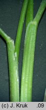 Festuca trachyphylla (kostrzewa murawowa)