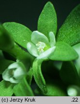 Veronica peregrina ssp. peregrina (przetacznik obcy typowy)