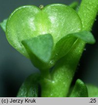 Veronica peregrina ssp. peregrina (przetacznik obcy typowy)