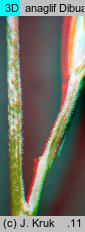 Festuca pallens (kostrzewa blada)