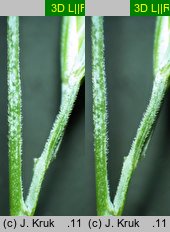 Festuca pallens (kostrzewa blada)